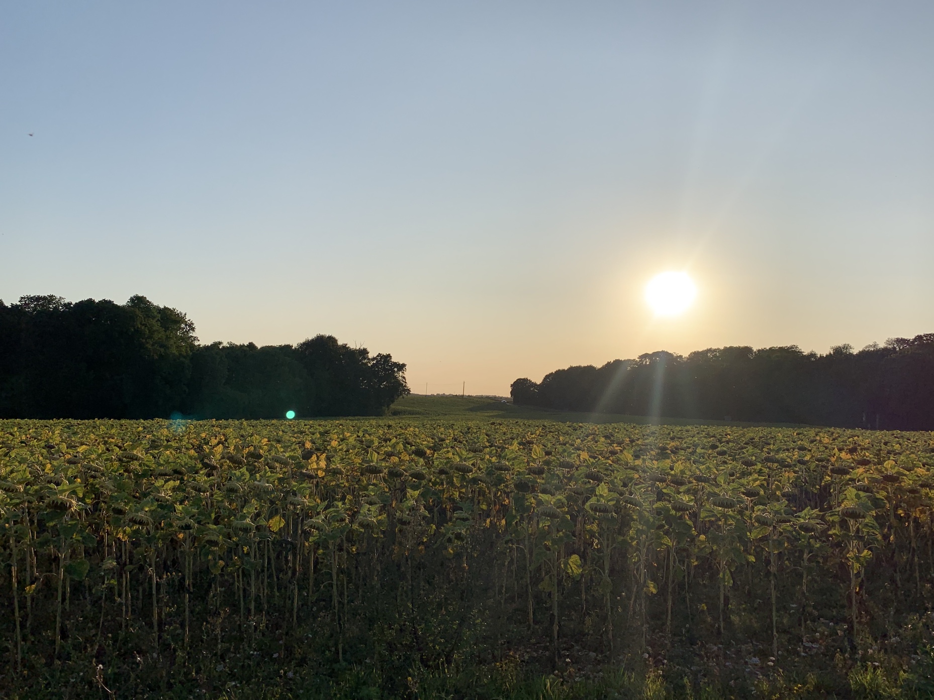 Sunflowers on the return leg, near Louvigny